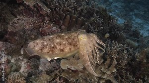 Sepia, cuttlefish on a tropical coral reef changing color and texture to camouflage and blend with the environment