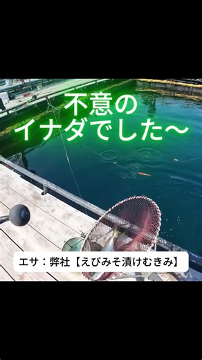 【海上釣り堀用エサ実釣】#海上釣り堀 #つりえさ #実釣