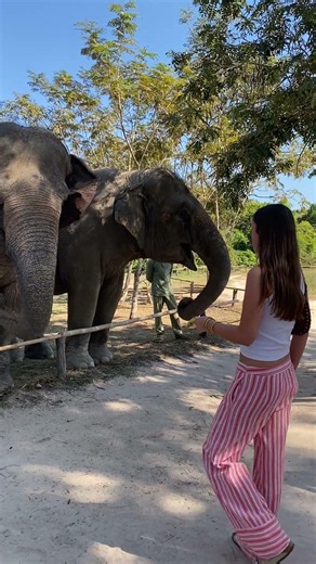 Majestic Moments: Walk Side by Side with Gentle Giants in the Wild