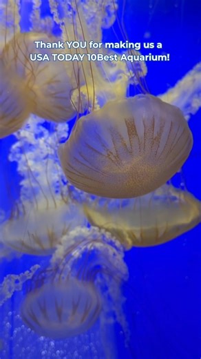 3.1K views · 47 reactions | We are beyond excited to announce that we were named one of the top 10 Aquariums in the country by USA TODAY 10Best Readers' Choice Awards! Thank you to everyone who voted for us, and who works hard to make the Aquarium great 冀 | The Maritime Aquarium at Norwalk | Facebook