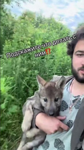 Found a wolf pup in the woods, what do I do with it ⁉️