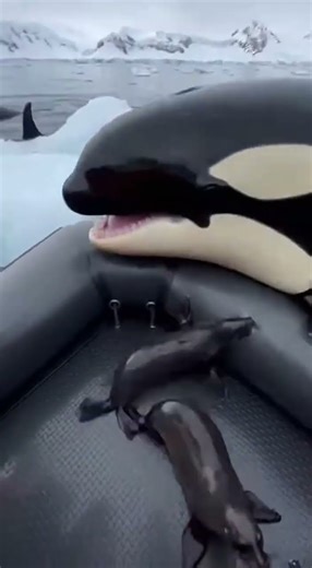 Seal jumps onto rescue boat as killer whale attacks in icy Arctic waters!