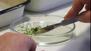 Clipping of leaves from the stem. In the petri dish. Cloning of the plants in a Petri dish. Microclonal reproduction of grapes. Method of apical meristems. laboratory of biotechnology