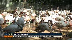 Filhotes de flamingos encantam com passeio no Parques da Aves em Foz do Iguaçu