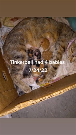 Dawn Forrester (@dawnfirrester)’s videos with Amazed - Lonestar