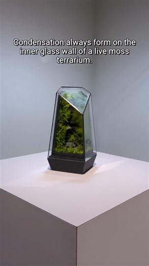 Condensation in a normal, closed-system live moss terrarium happens 99% of the time, unless you have a terrarium with active airflow or a specific ventilation design that allows passive airflow. #terraliving #terrarium #moss #cryomoss | TerraLiving