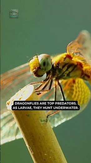 Dragonflies: Nature's Aerial Predators in 60 Seconds! #dragonfly #insects #nature #wildlife