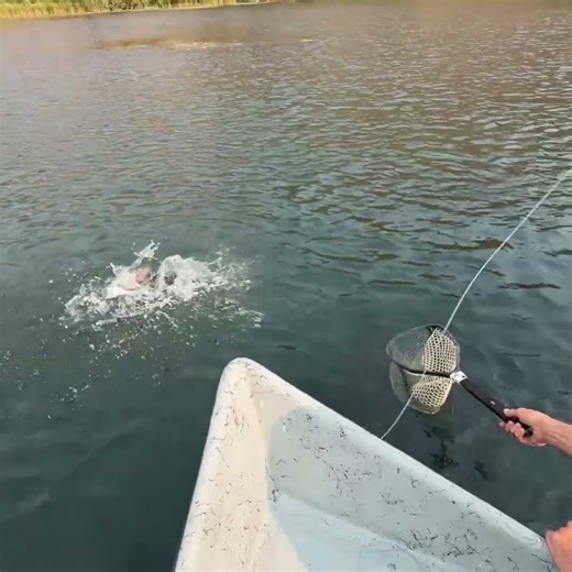 This Fish Went NUCLEAR on This Dry Fly