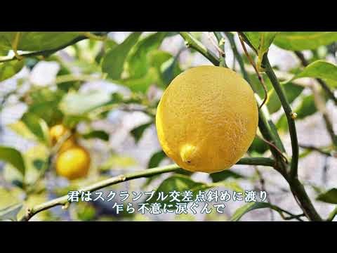 ♬檸檬 《歌詞》 さだまさし ”私花集（アンソロジー）”（1978年）