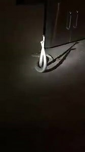 32K views · 139 reactions | SNAKE FIGHT!!! An Arizona woman captured...