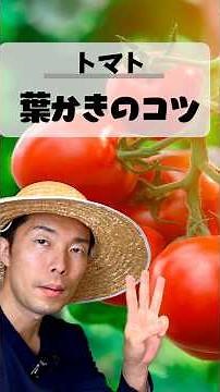 トマトの葉かきはなんとなく切ると損します！正しい3つのポイント #家庭菜園初心者 #家庭菜園 #夏野菜