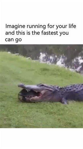 Future on Instagram: "follow 😂👉 @_the_time_travelers The crocodile is trying to eat the turtle 🐊🐢 but he is too slow, so what starts as a thrilling predator-versus-prey showdown worthy of a National Geographic special quickly turns into a comedy of errors where the crocodile lunges forward with all the menace of a shark auditioning for a soap opera 🎬, the turtle calmly retracts its head and limbs into its shell like a wise little armored philosopher saying “not today, buddy” 🛡️, the crocod