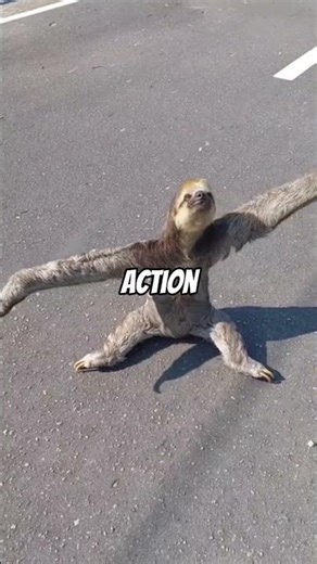 Sloths may be slow but they are NOT weak