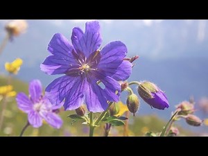 Relaxing instrumental music, Nature sounds "water's of peace" Tim Janis