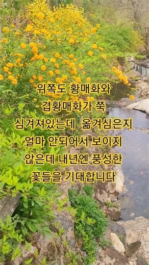 황매화를 심은지 4년이 되었는데 꽃들이 눈부시네요. 황매화는 삽목도 잘되고 번식이 잘되서 포기나누기해도 잘 살고 가지치기만 잘해주면 병충해도 없네요. #황매화 #겹황매화