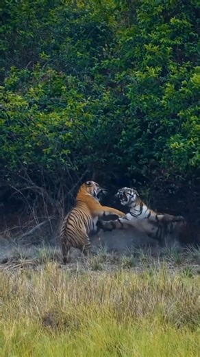Fights between tigers can be extremely violent, revealing the full force and brutality of these solitary big cats. When one tiger encroaches on another’s territory, confrontation becomes inevitable. Their roars thunder through the jungle, marking the start of a fierce clash. The two adversaries face off, ears pinned back, fangs bared, muscles rippling beneath their striped fur. Then, in a sudden burst of movement, they launch at each other. Claws slash, teeth seek the throat, and dust rises arou