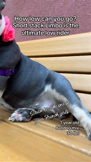 SF Animal Care & Control on Instagram: "How low can you go? Can you do the Limbo? Much like her namesake, Limbo lives life low to the ground- this little short stack clocks in at a wee 30lbs. Limbo is a special adoption here at SFACC because she's a bit shy - once she's warmed up, she's full of hilarious wiggles and antics and she's quite pleased to announce she'll fit in most laps nicely. Limbo is looking for a quiet household with adopters who are familiar with letting a shy dog set the pace.