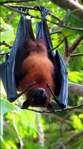 bat sound⚡ fruit bat sounds #batsound #fruitbat #fruitbats #bats #animalsounds #animals