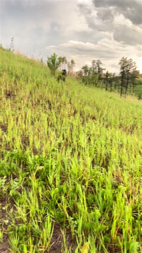 Nebraska: A Journey of Dreams and Separation