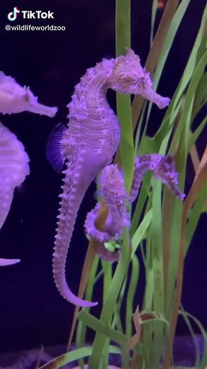 Seahorse Swimming Rituals and Dances