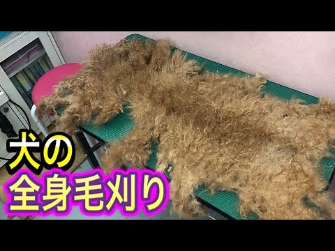 【犬の全身毛刈り】全身毛玉のトイプードルさん達をすっきり身軽にしていきます！日頃のブラッシングやトリミングは重要です。