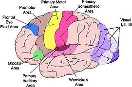 Evolution of Language