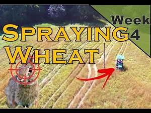 Preparing to Plant Brown Top Millet Dove Farming 2023