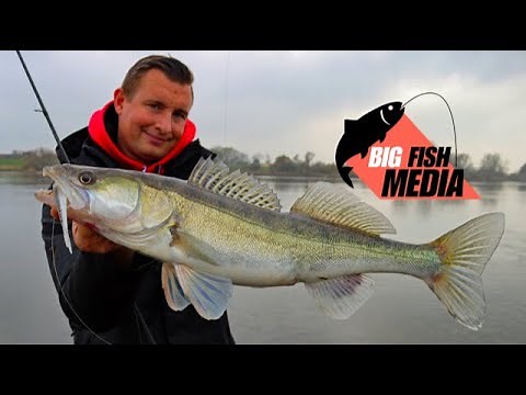 Fishing for zander and perch in autumn and winter - finding fish in the river