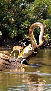 Giant python hunts deer in the forest _youtubeshorts _bigpython _giantpython _wildlife _pythonsnake | Viral page
