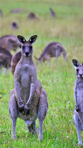 🇦🇺 6 Mind-Blowing Australia Facts You Won’t Believe! 🤯 #shorts