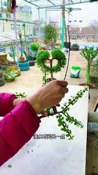 Transform an Old Stump into an Artistic S-shaped Bonsai