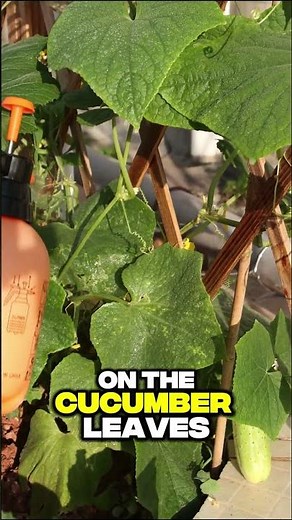 Why Are My Leaves Turning Yellow? 🍃 | Common Leaf Problems & How to Fix Them