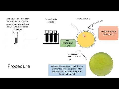 Isolation of Pseudomonas aeruginosa | SY BSc Microbiology practical