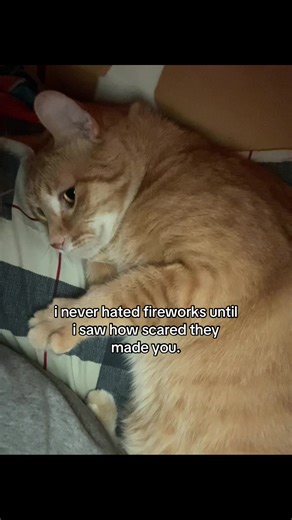 Coping with Cats and Fireworks This 4th of July