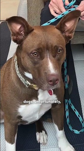 Simon Cowell Shares Why We Should Stop Stereotyping Pitties | The Dodo