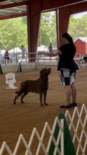 Sunday’s Greater Orange Park Dog Club Best In Show is the Chesapeake Bay Retreiver! Congratulations to handler Devon Kipp Levy on this win! 🧡 GCHP Next Generations Accelerate 🧡 #chesapeakebayretriever #chessie #sportinggroup #caninechronicle #k9chronicle #cc #bestinshow #eklton #florida #fl | The Canine Chronicle