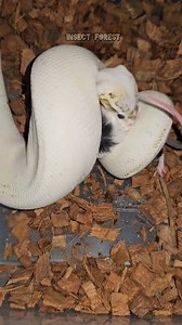 106K views · 852 reactions | White snake eating a white mouse #snake #mouse #feeding #python #rat #MICE #insects | Insect Forest | Facebook