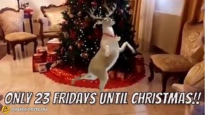 312K views · 4.6K reactions | Christmas Count on Reels | Facebook