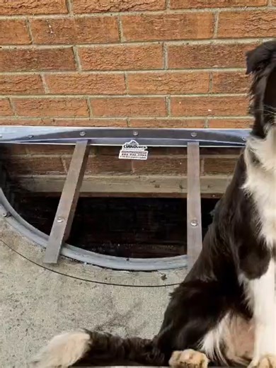 ✨ Safe, Strong & Custom Made! ✨ Our polycarbonate window well covers support up to 800 lbs – strong enough for your whole family to stand on with peace of mind. 🛡️ ✅ Keeps kids & pets safe ✅ Stops leaves, dirt & animals ✅ Made-to-measure for a perfect fit 📍 Serving Illinois & Colorado 📞 Call/Text: 888-946-2992 👉 Book your FREE onsite estimate today at mannytheexpertonwellcovers.com #CustomCover#ChicagoWindowWellCovers #DenverWindowWellCovers#PolycarbonateCovers #HandMannyWindowWellCovers #Sl