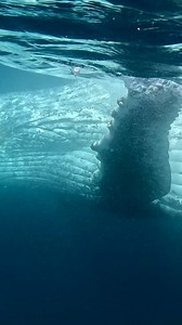 16K views · 450 reactions | Filming Dolphins And A Whale Shows Up To See Whats Going On Sardine Run | White Shark Ocean | Facebook