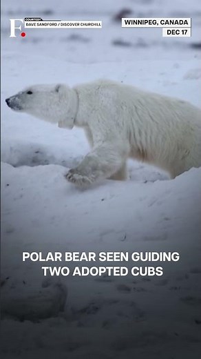 Rare Moment: Polar Bear Mom Adopts Orphan Cub | N18G