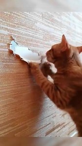 Funny Naughty Cat Videos Compilation