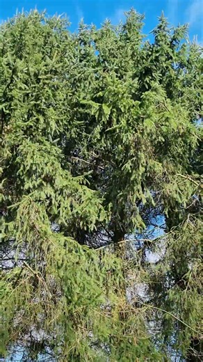 PINE TREE #spring #nature #tree #weather #birds #countrylife #shortvideo #shortsfeed