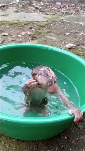 Baby Monkey Loves Bath Time 🐵🛁 So Cute & Funny! #shorts