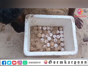 #Breaking Turtle layyed egg at Candolim beach ,,,,,Turtle Nesting Event Safely Managed at Candolim Beach Forest Department Worker Rescues 86 Eggs for Nesting at Morjim Beach | Goemkarponn