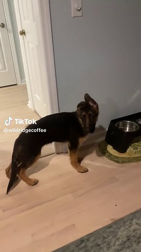 Understanding German Shepherd Barking Behavior