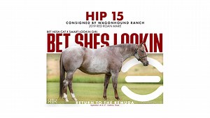 109 reactions | #15 Bet Shes Lookin 2019 Sorrel Mare (Bet Hesa Cat -...
