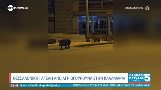 Θεσσαλονίκη: Αγέλη από αγριογούρουνα στην Καλαμαριά