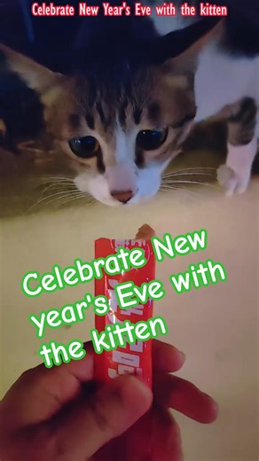 Celebrate New Year's Eve with the kitten,#kitten,#kitty,#cat,#pet,#animal,#life,#travel,#city