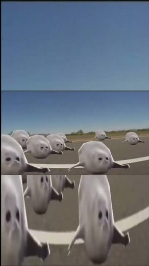 Confusing Bouncing Seals #bouncingseals #bouncing #seals #reverse #backwards #confusing #shorts